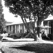 , Don Bank in the 1950s. The magnolia pictured here is still a feature of the garden. Stanton Library